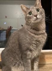 Enlarge Rue, an adopted mixed breed in Lead, SD image 2/6