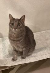 Enlarge Rue, an adopted mixed breed in Lead, SD image 4/6