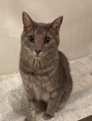 Enlarge Rue, an adopted mixed breed in Lead, SD image 5/6