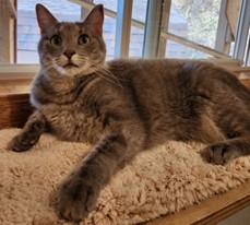 Enlarge Rue, an adopted mixed breed in Lead, SD image 1/6