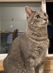 Enlarge Rue, an adopted mixed breed in Lead, SD image 6/6