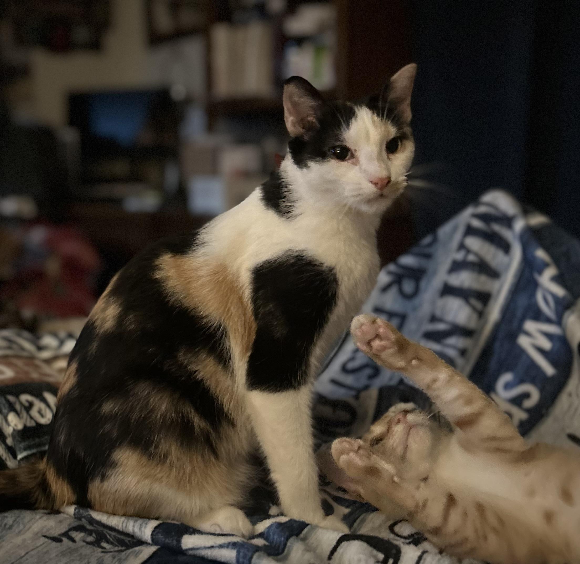 Bridgette, Young Female Calico
