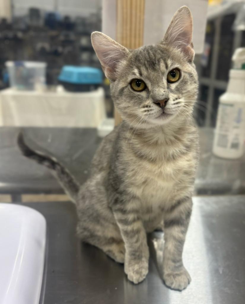 Pinky Pie, Adoptable, Kitten Female Domestic Short Hair.