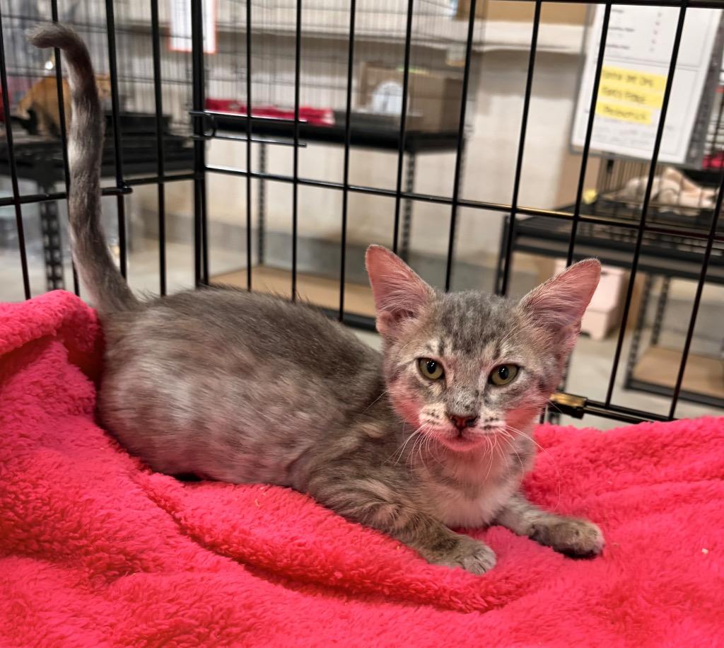 Pinky Pie, a Adoptable mixed breed in Corpus Christi, TX image 2/2