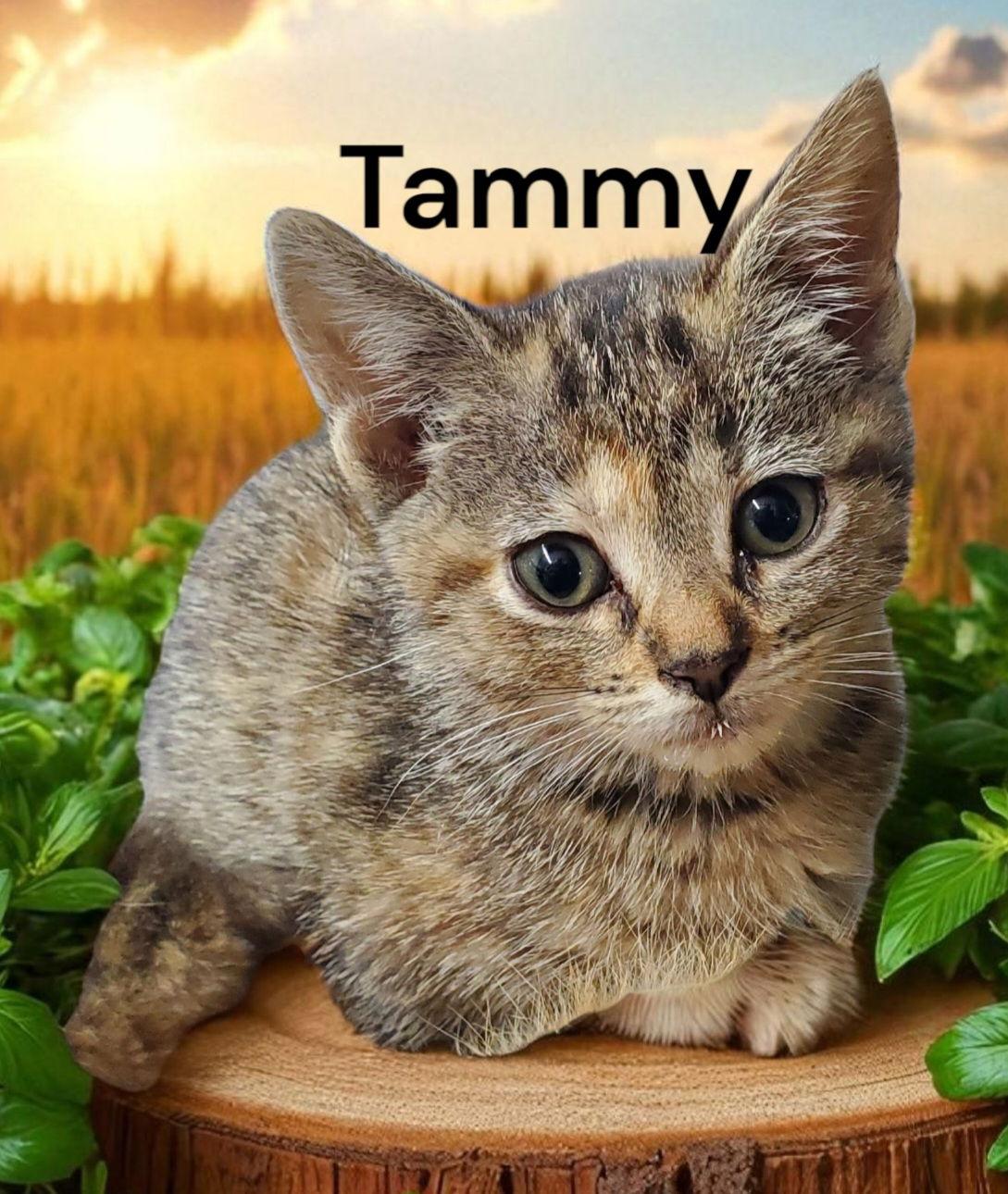 Enlarge Tammy, a Adoptable Tabby in Chesapeake, VA image 1/3