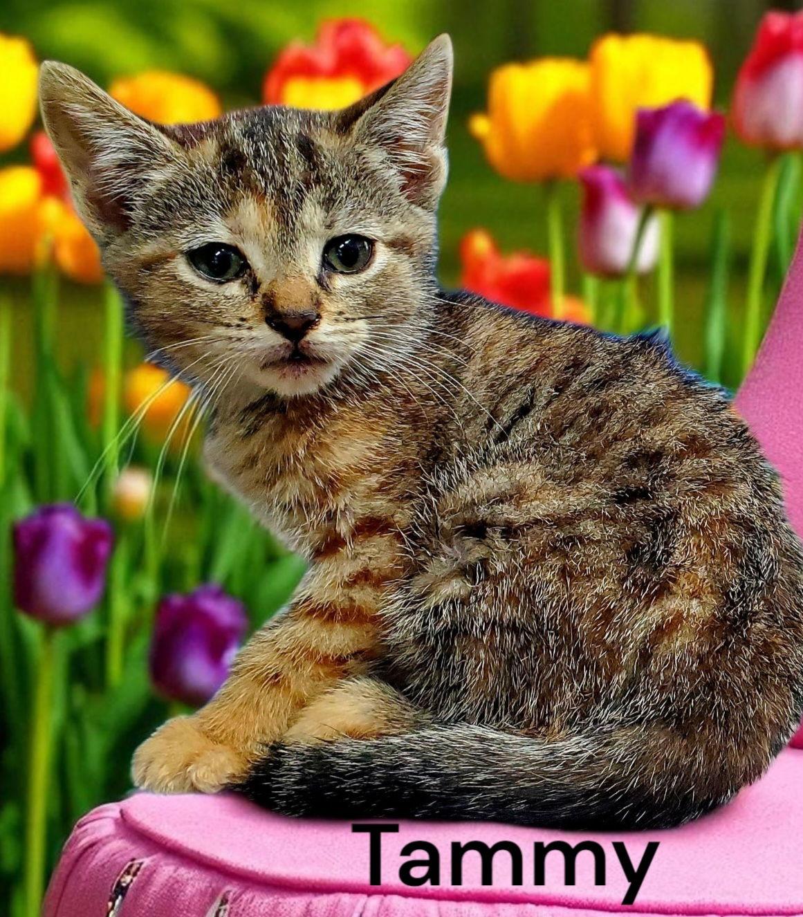 Enlarge Tammy, a Adoptable Tabby in Chesapeake, VA image 3/3