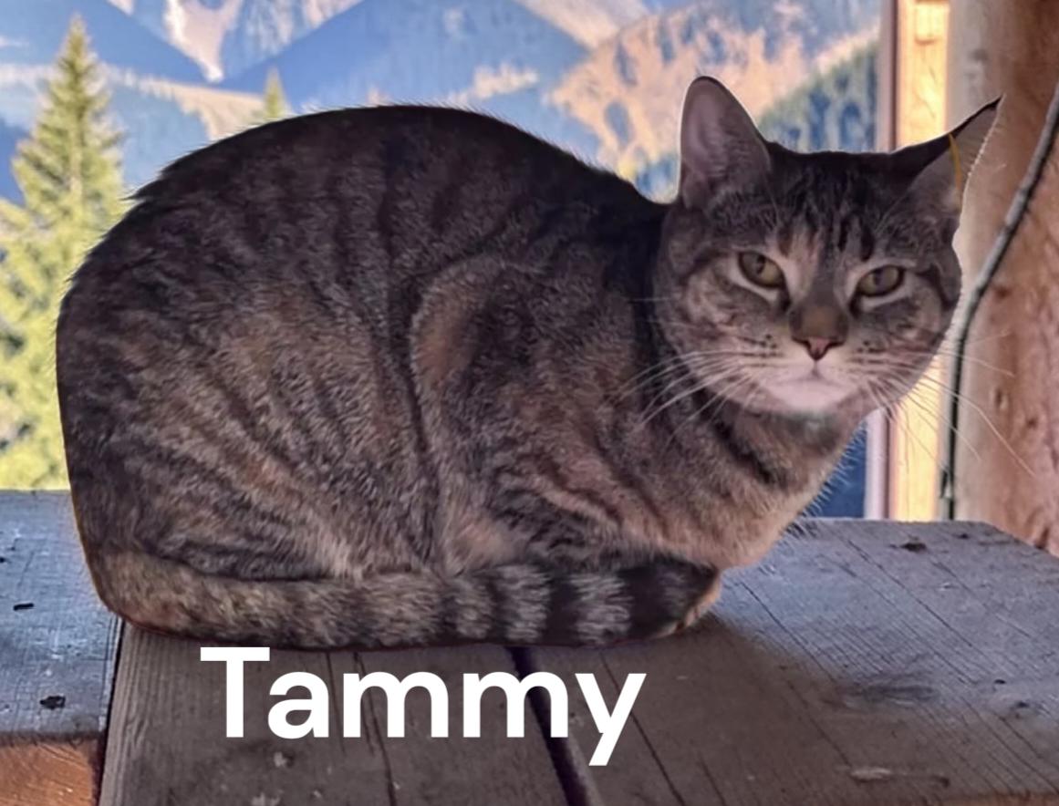 Tammy, Adoptable, Adult Female Tabby.