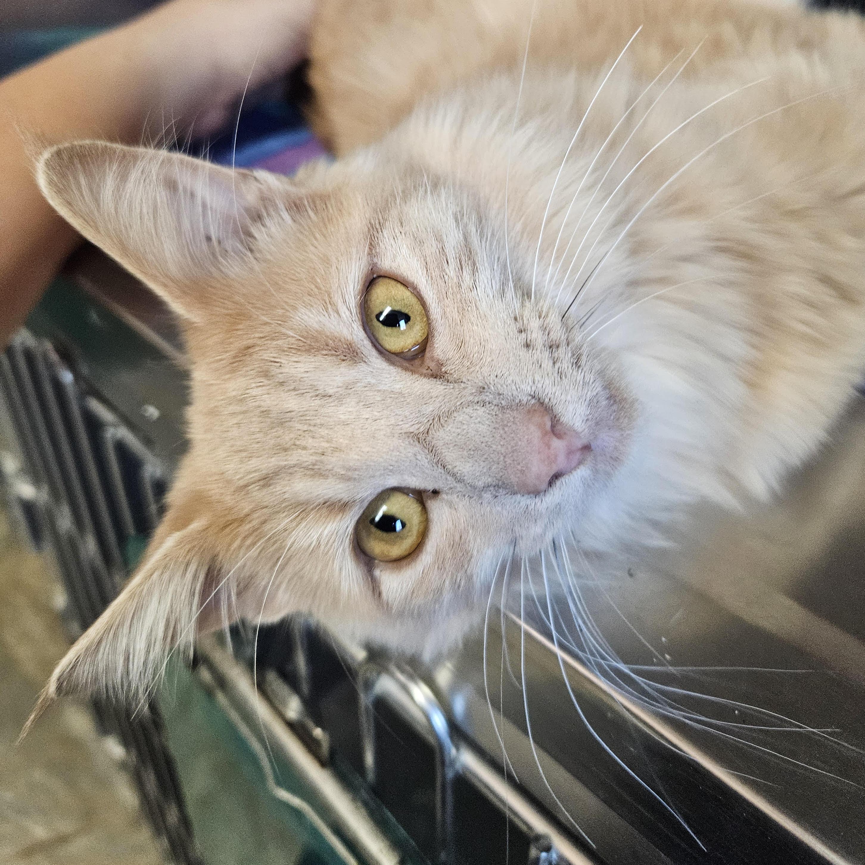 Ruby, an adoptable Domestic Long Hair in The Dalles, OR, 97058 | Photo Image 1