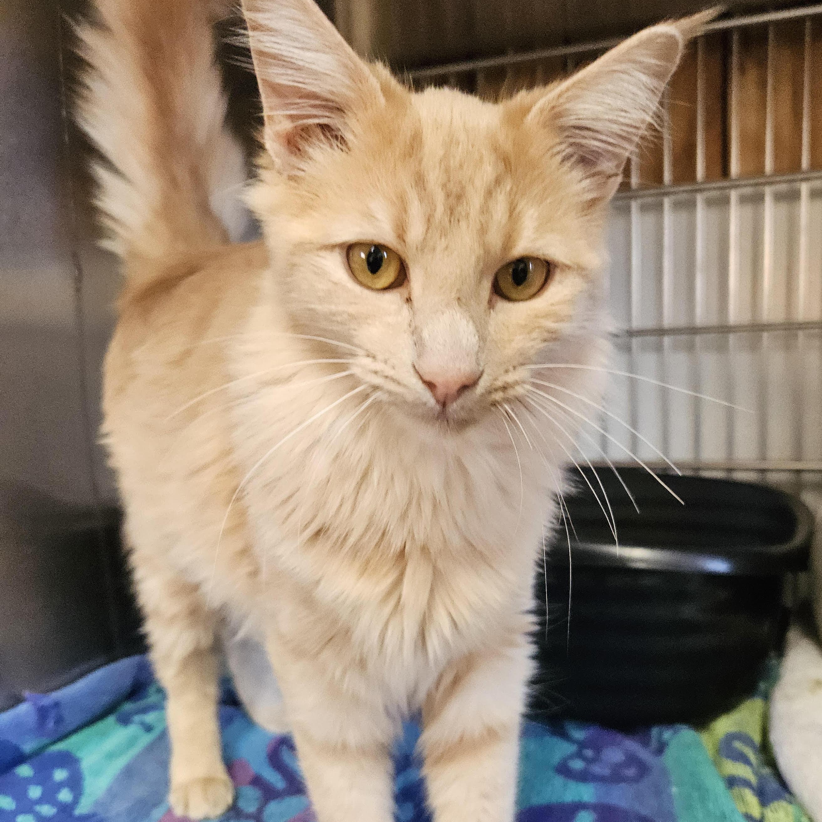 Ruby, an adoptable Domestic Long Hair in The Dalles, OR, 97058 | Photo Image 2