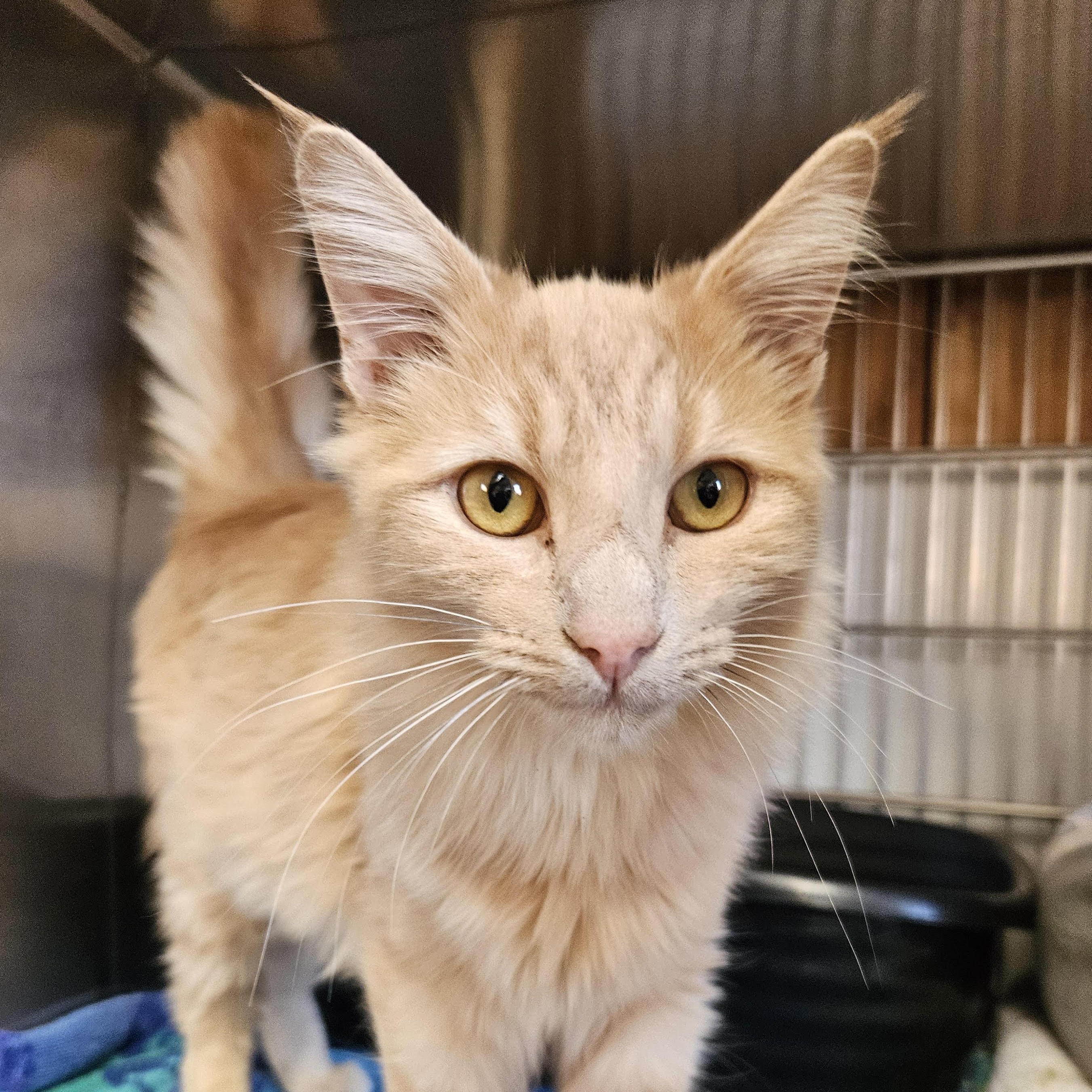 Ruby, an adoptable Domestic Long Hair in The Dalles, OR, 97058 | Photo Image 4