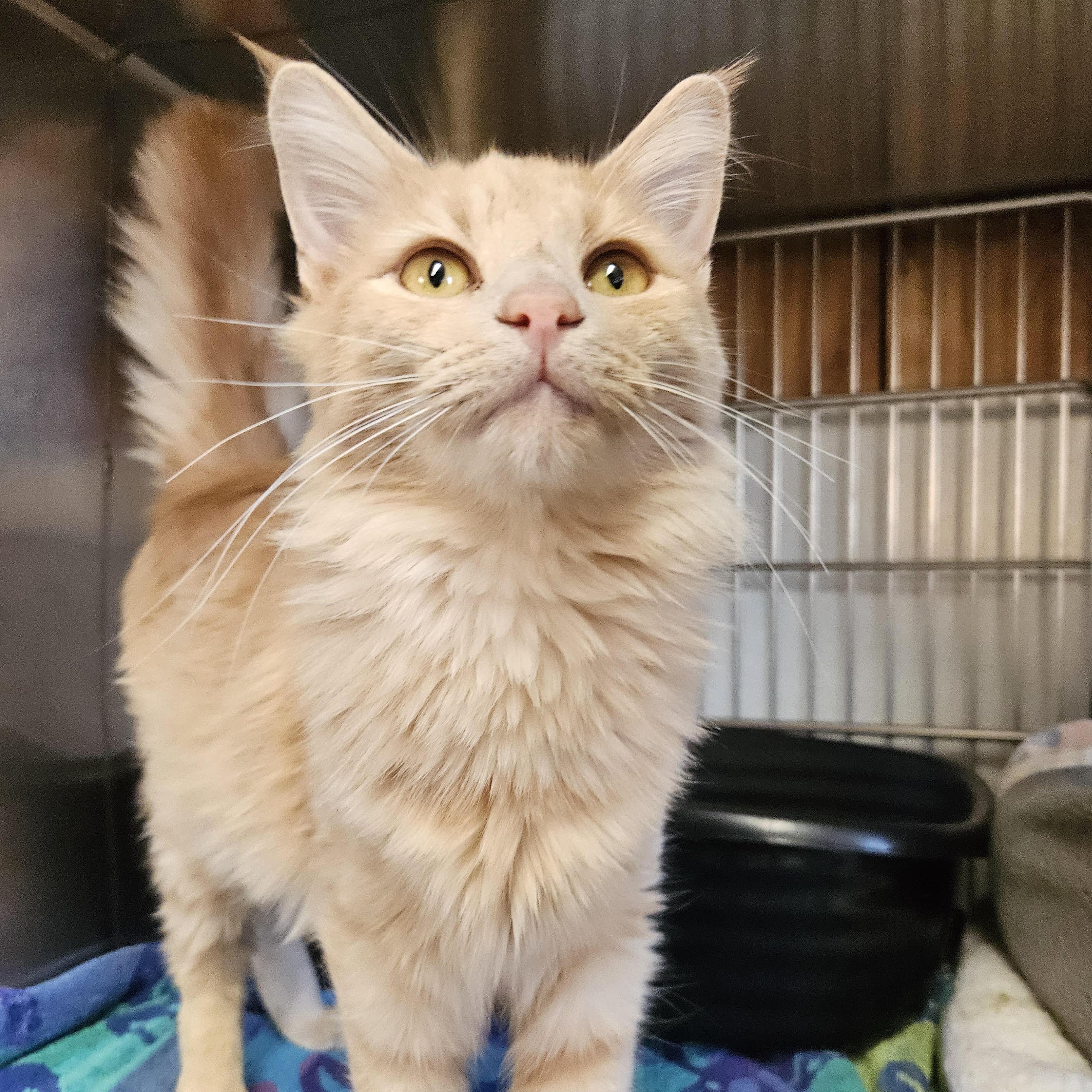 Ruby, an adoptable Domestic Long Hair in The Dalles, OR, 97058 | Photo Image 3