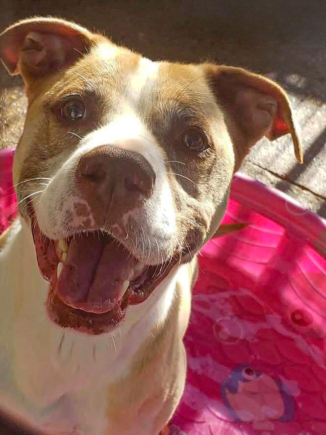 ELI- Needs a foster/forever home!, an adoptable Terrier in Birmingham, MI, 48012 | Photo Image 4