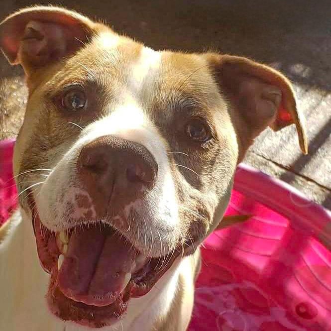 ELI- Needs a foster/forever home!, a Adoptable mixed breed in Birmingham, MI image 1/5