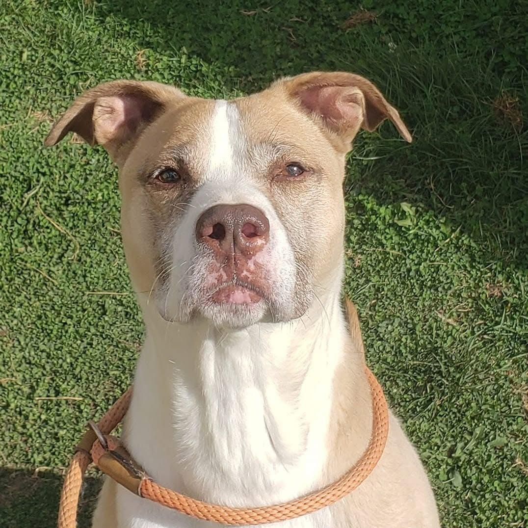 ELI- Needs a foster/forever home!, a Adoptable mixed breed in Birmingham, MI image 4/5