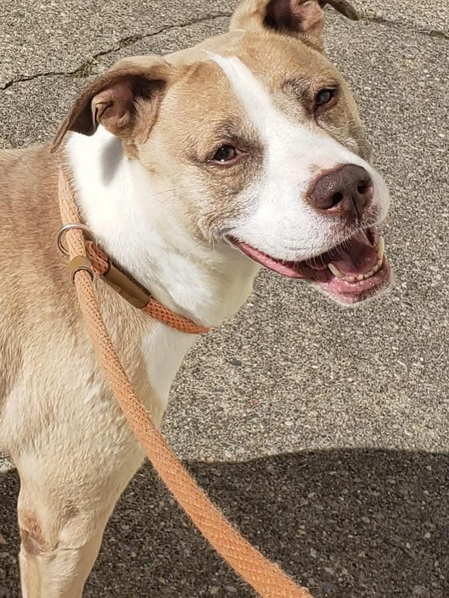 ELI- Needs a foster/forever home!, an adoptable Terrier in Birmingham, MI, 48012 | Photo Image 1