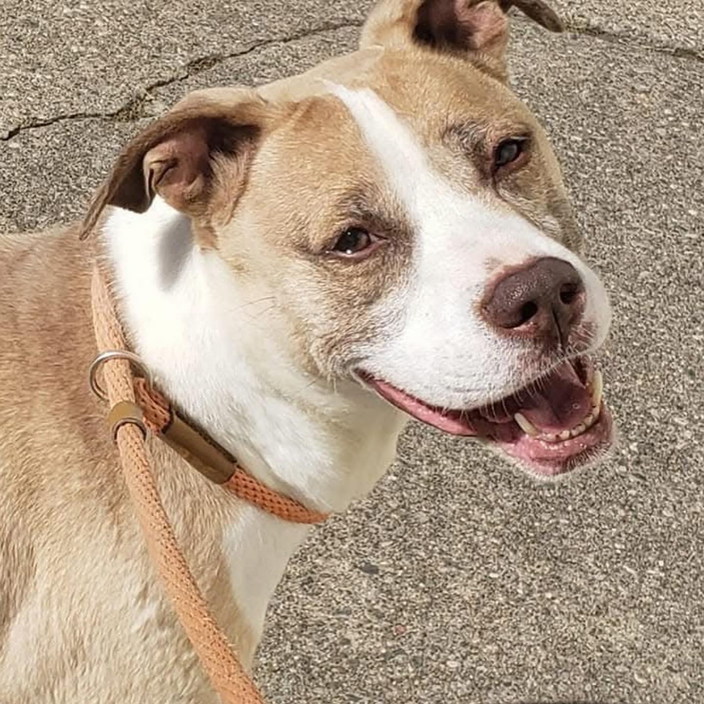 ELI- Needs a foster/forever home!, a Adoptable mixed breed in Birmingham, MI image 2/5