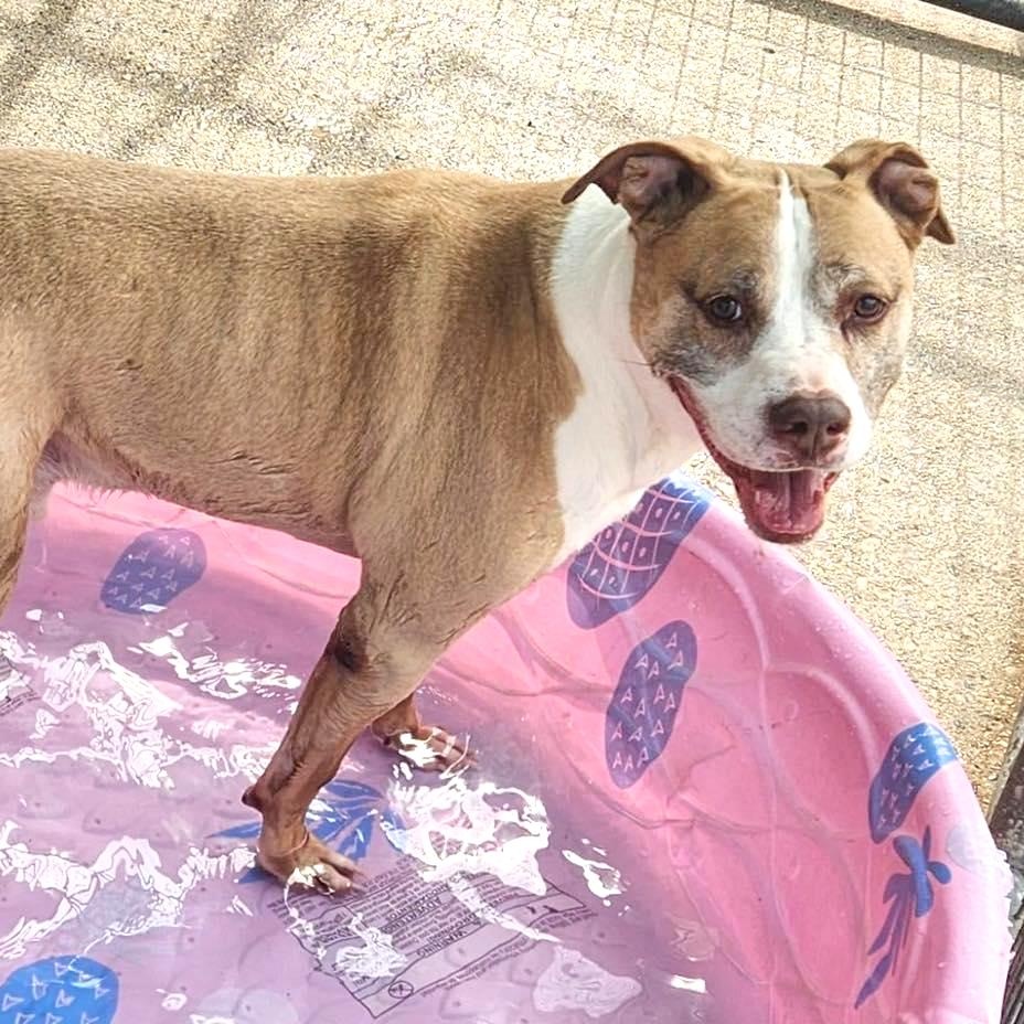 ELI- Needs a foster/forever home! — thumbnail 4