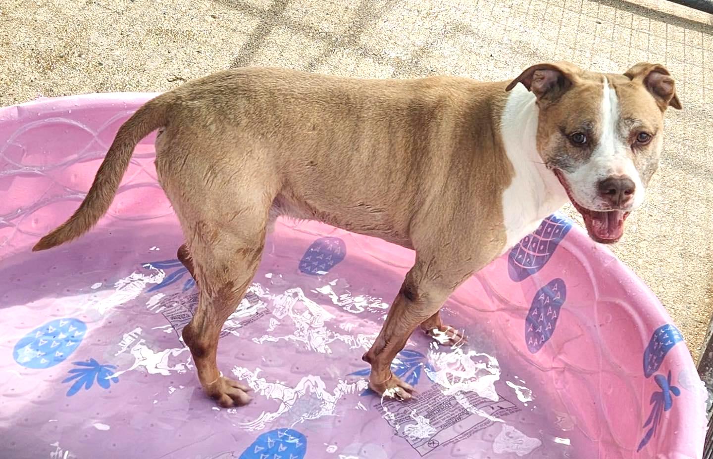 ELI- Needs a foster/forever home!, an adoptable Terrier in Birmingham, MI, 48012 | Photo Image 2