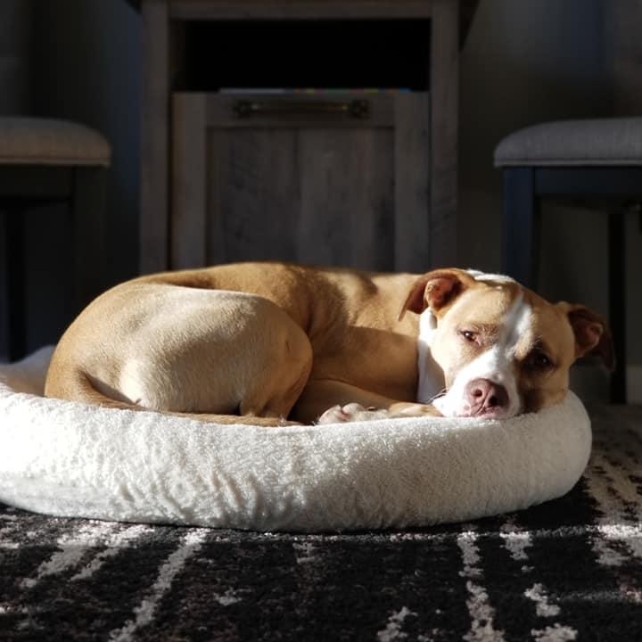 ELI- Needs a foster/forever home! — thumbnail 5