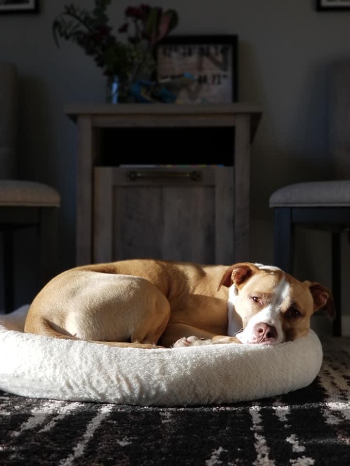 ELI- Needs a foster/forever home!, an adoptable Terrier in Birmingham, MI, 48012 | Photo Image 5