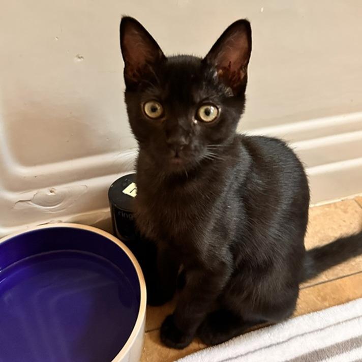 Lilo — thumbnail 2