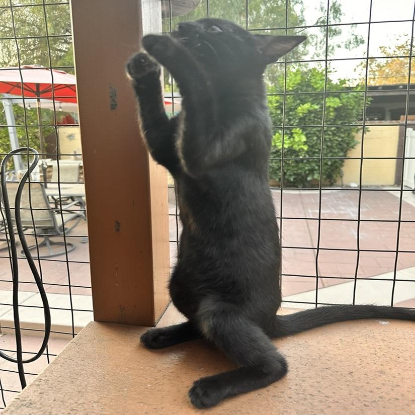 Lilo — thumbnail 3