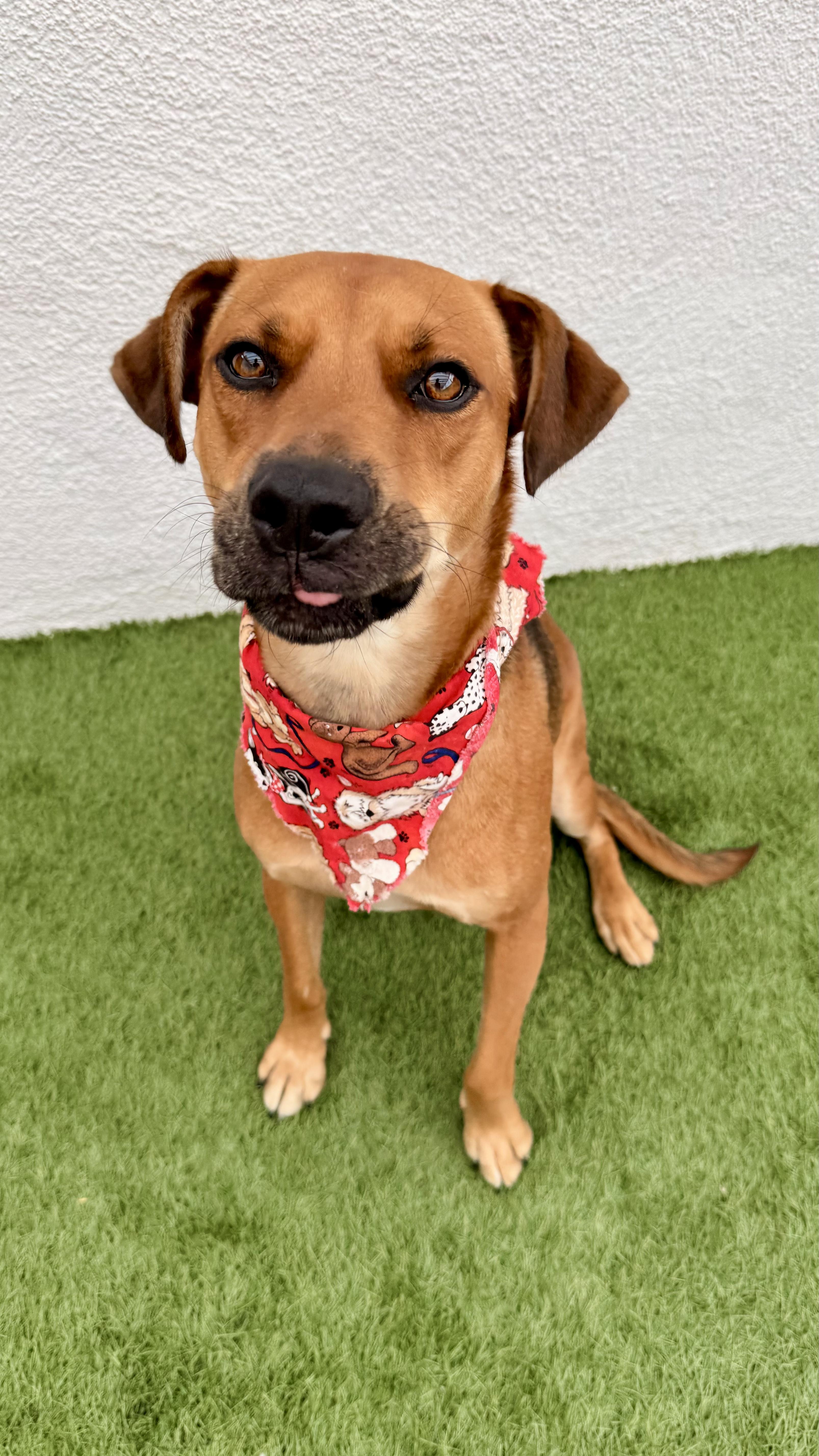 Enlarge VALENTINO, a Adoptable mixed breed in San Diego, CA image 2/6