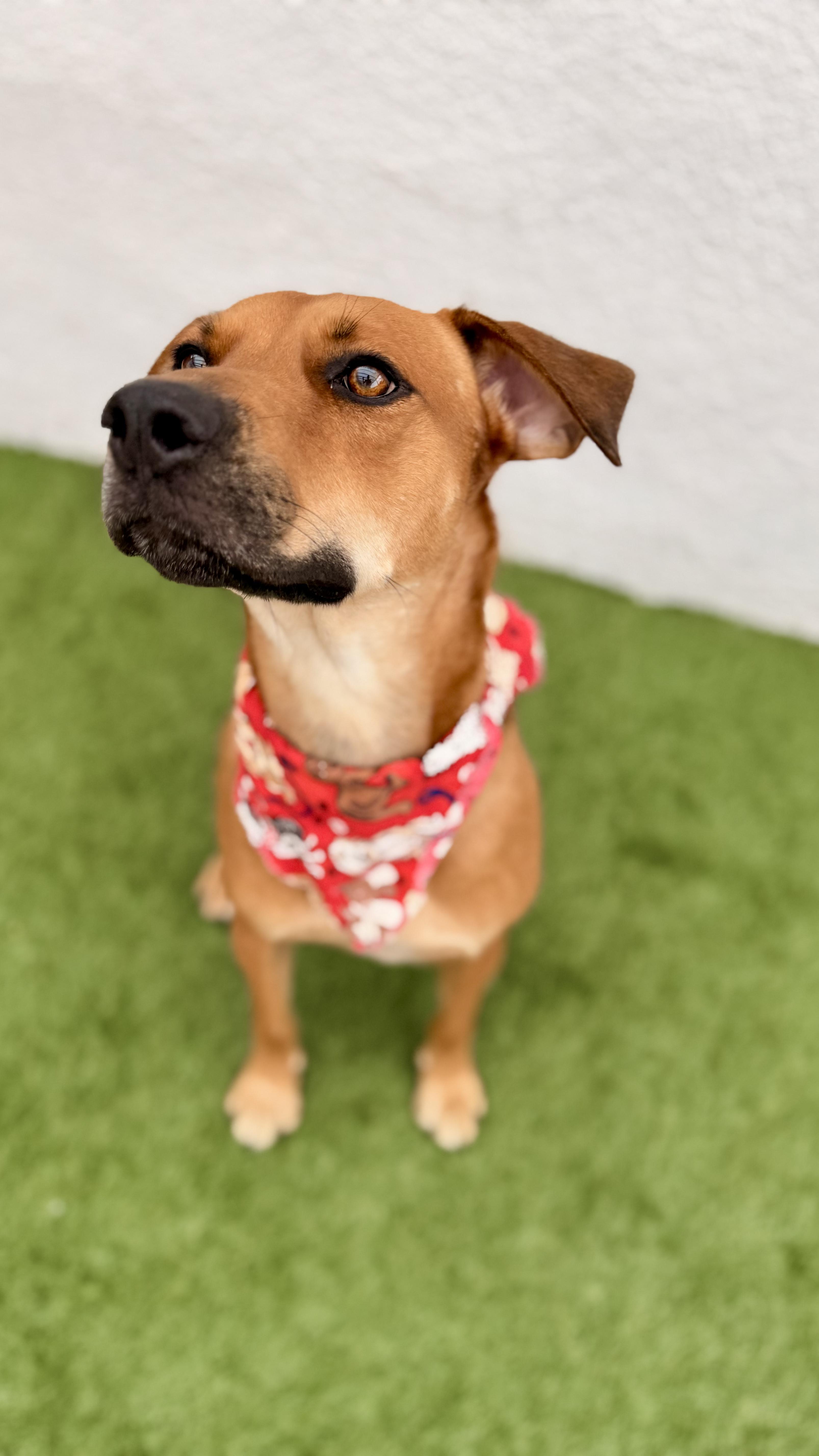 Enlarge VALENTINO, a Adoptable mixed breed in San Diego, CA image 5/6