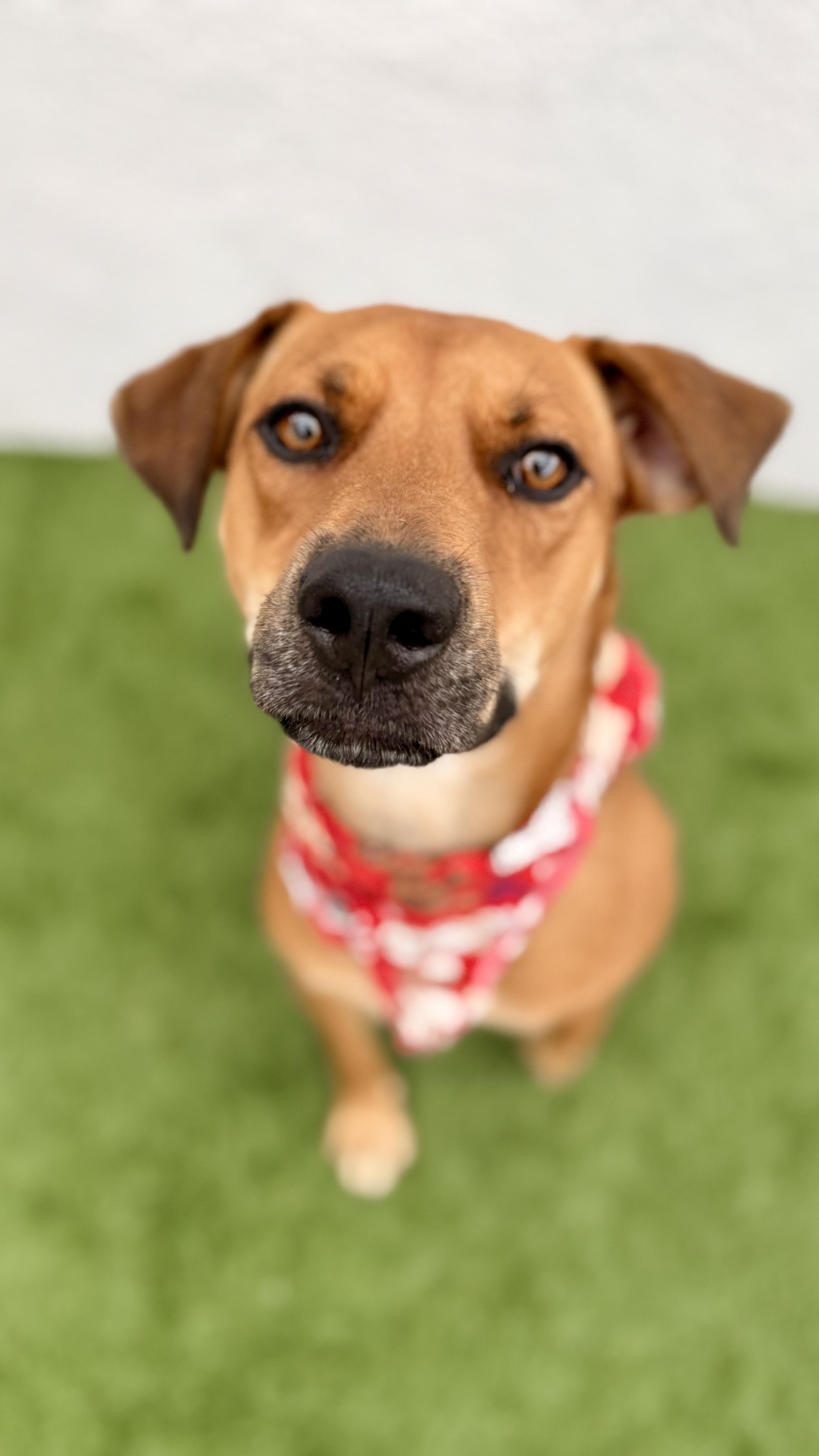 VALENTINO, Adoptable, Young Male Labrador Retriever.