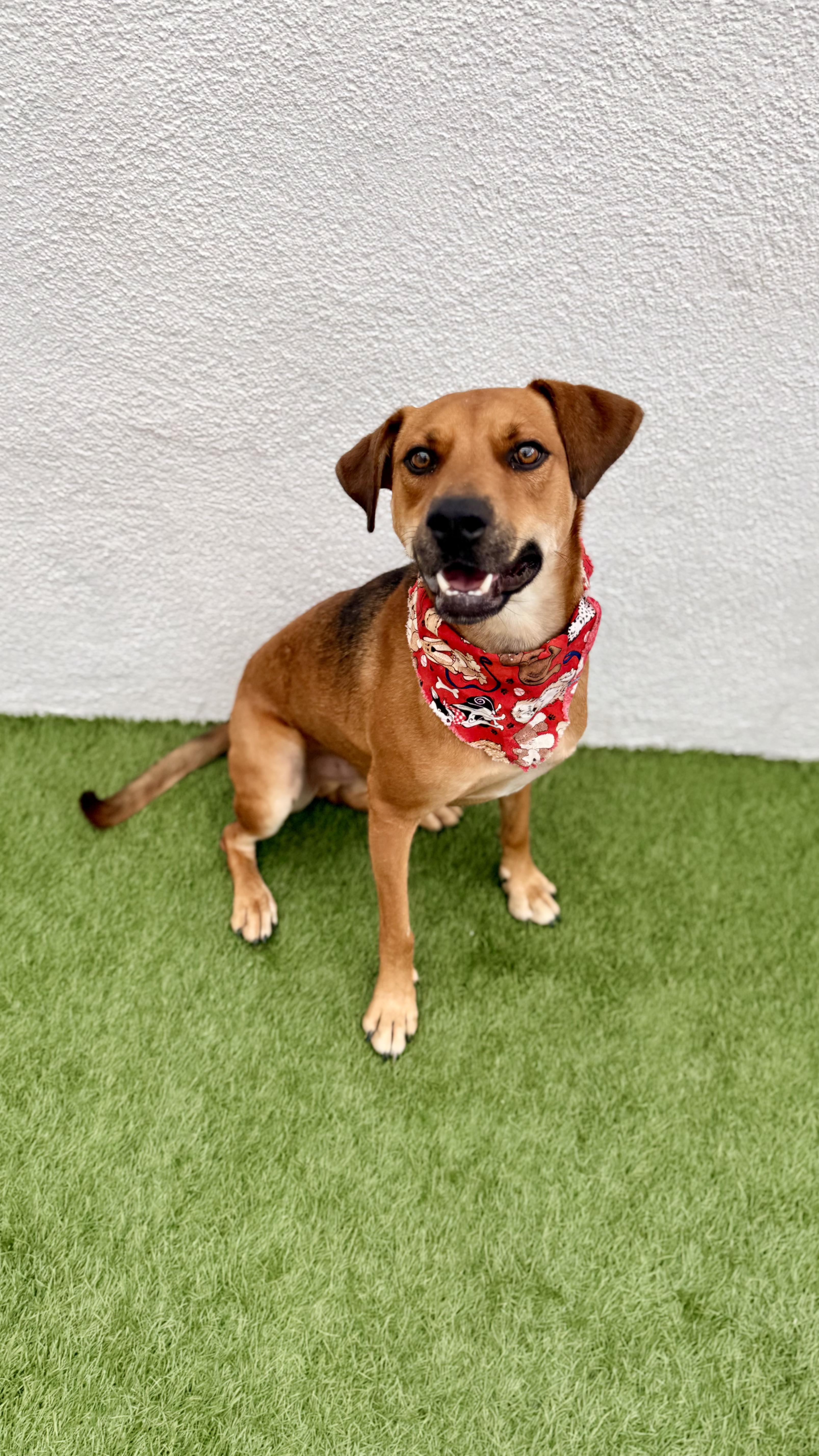 Enlarge VALENTINO, a Adoptable mixed breed in San Diego, CA image 6/6