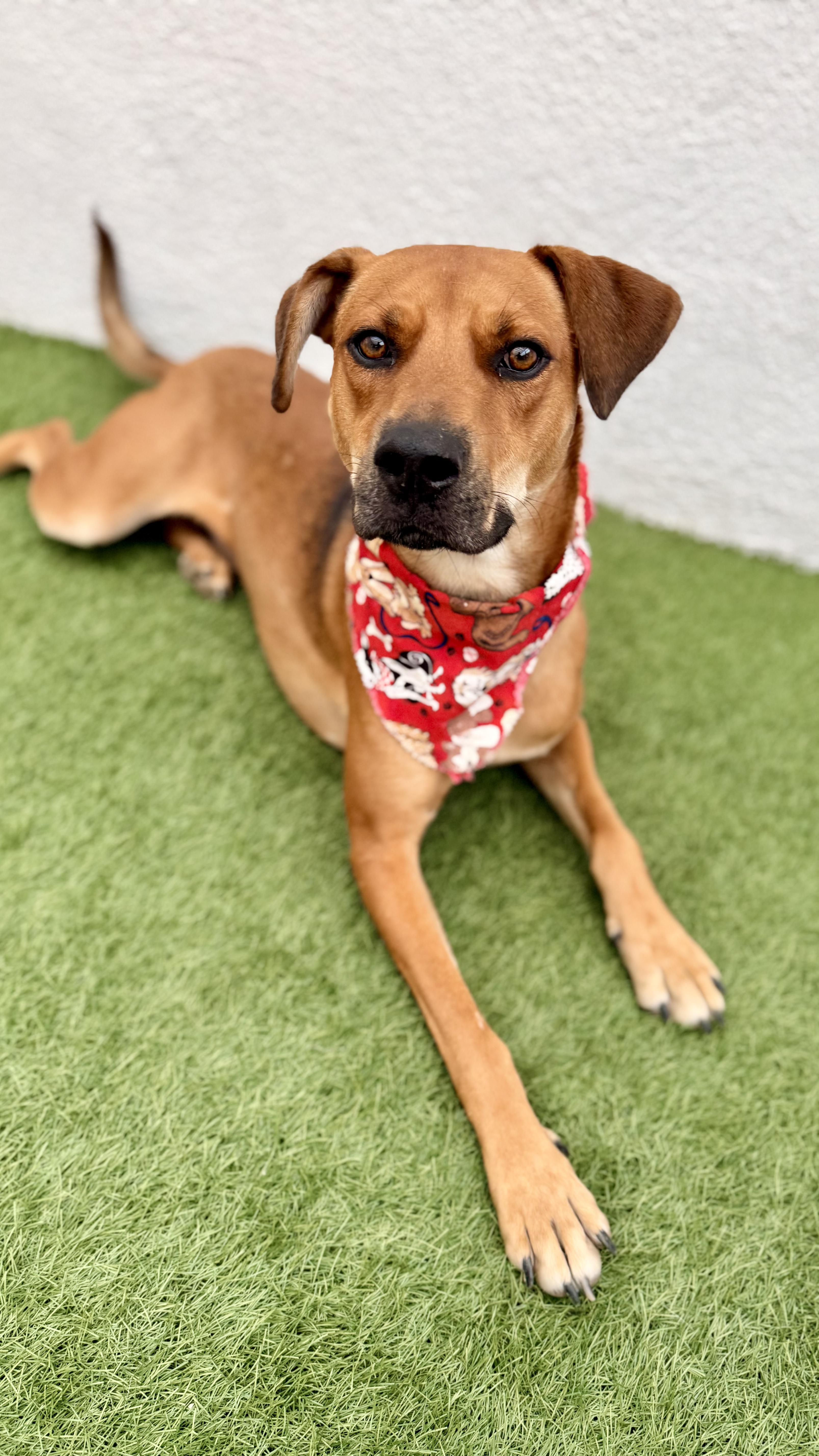 Enlarge VALENTINO, a Adoptable mixed breed in San Diego, CA image 4/6