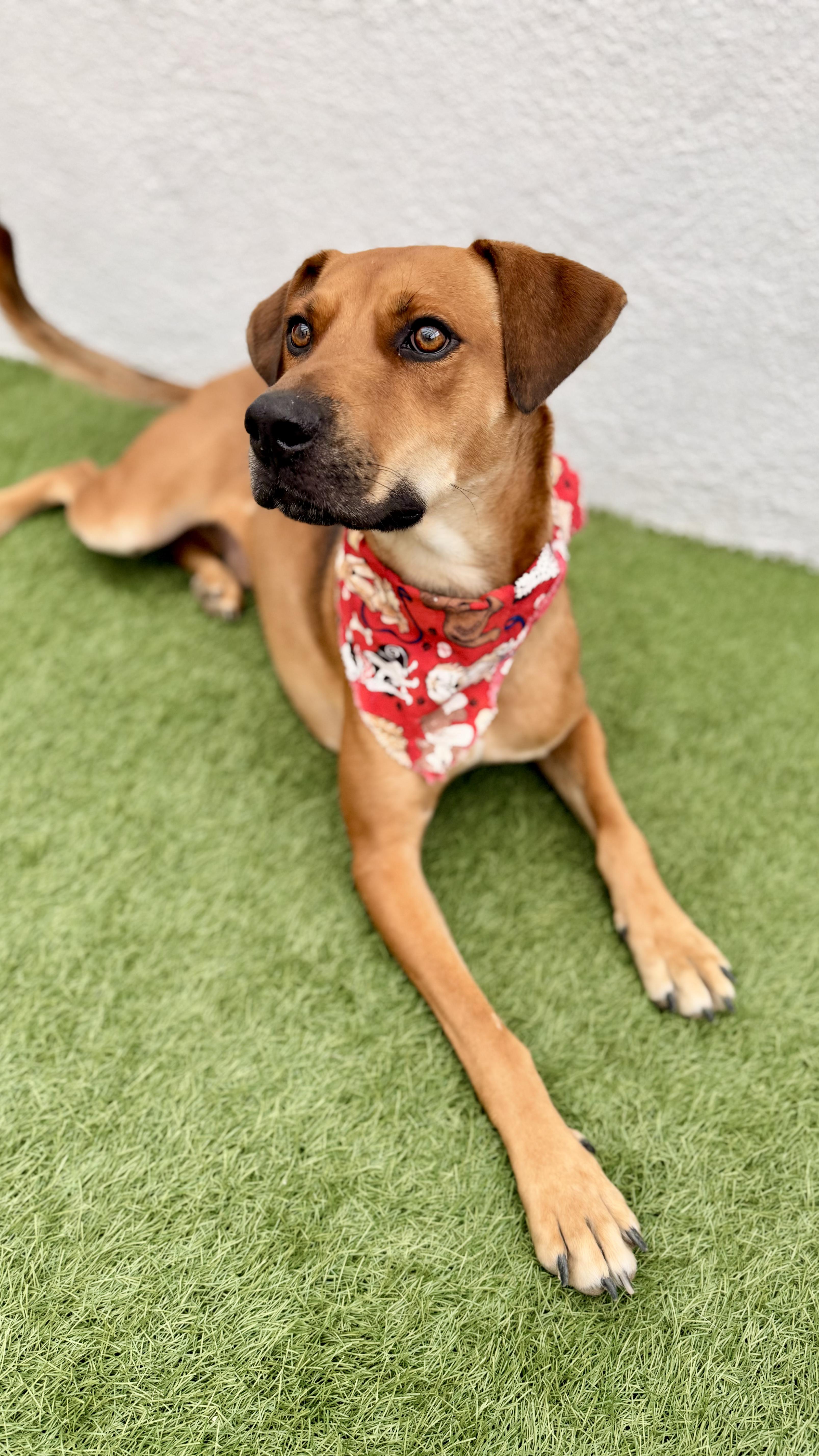 Enlarge VALENTINO, a Adoptable mixed breed in San Diego, CA image 3/6