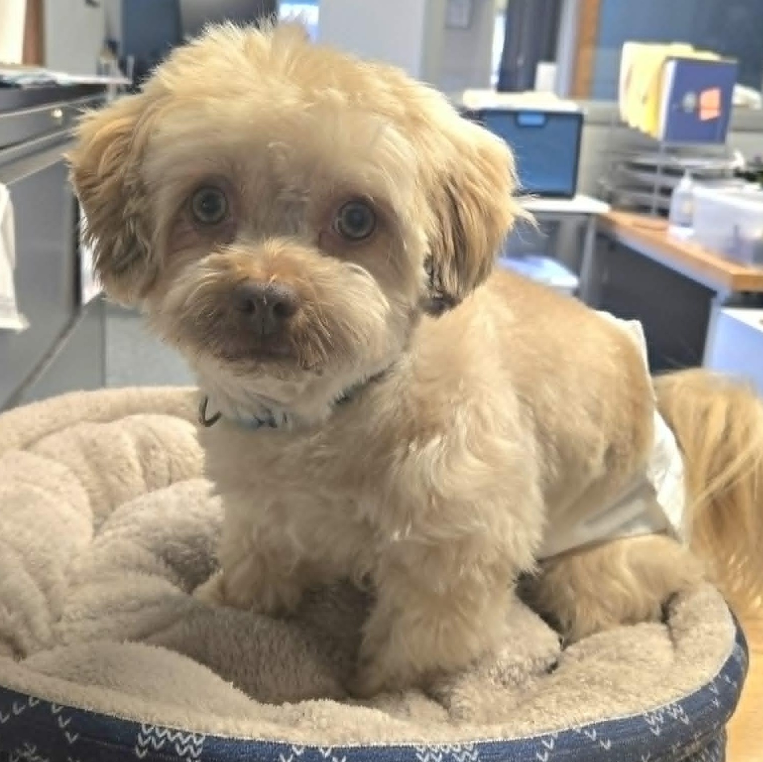 Rio, ADOPTABLE, Adult Male Havanese.