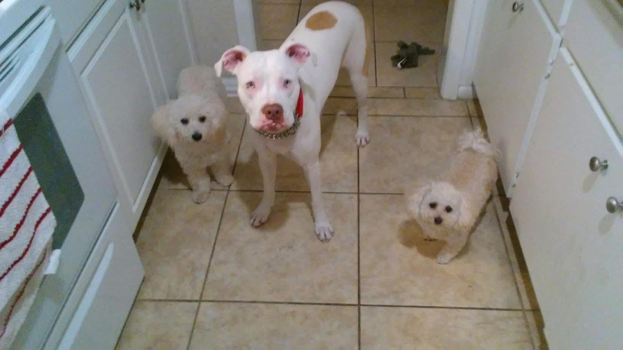 Enlarge Molly, a Adoptable mixed breed in Coral Springs, FL image 2/6