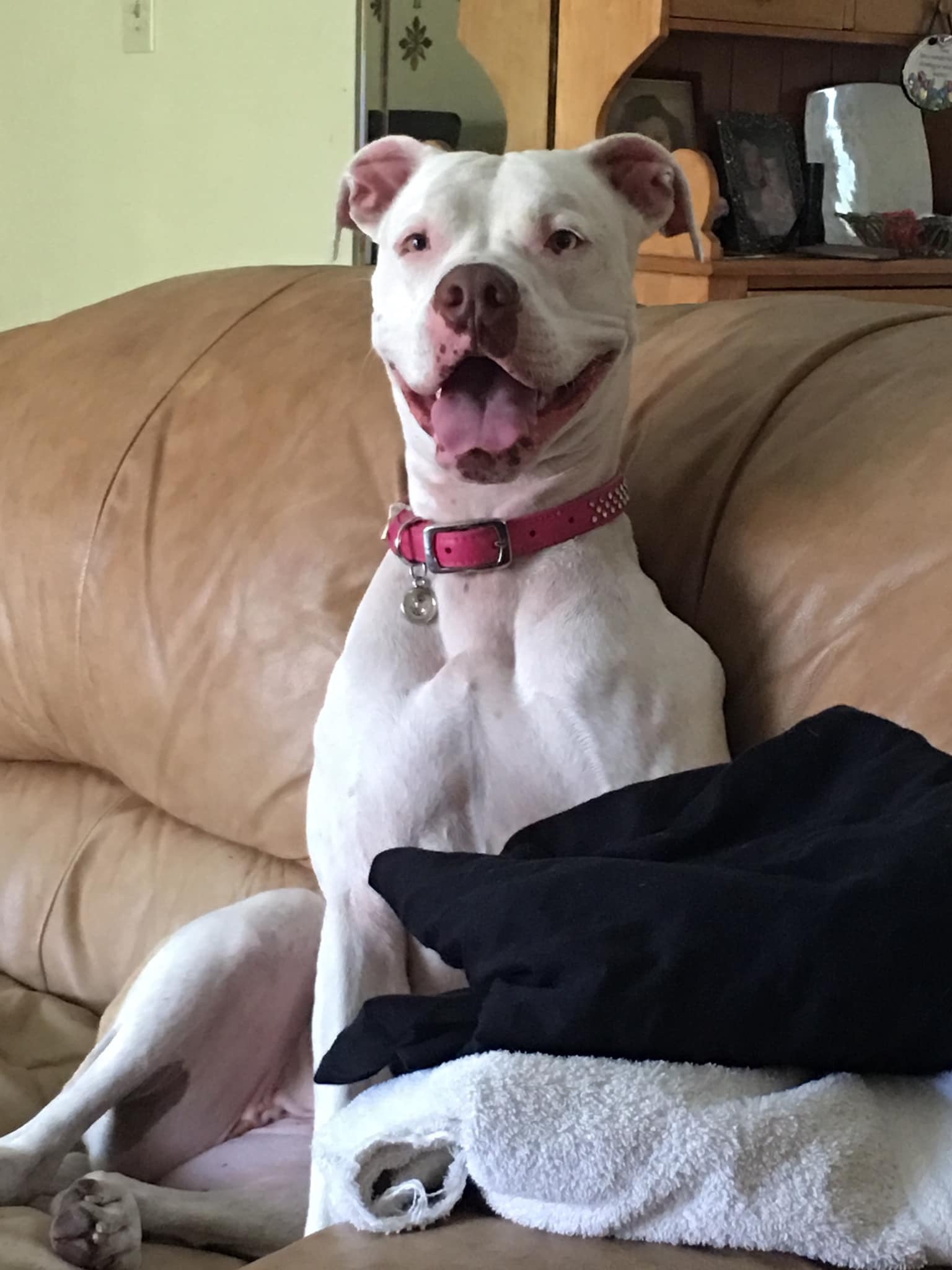 Enlarge Molly, a Adoptable mixed breed in Coral Springs, FL image 4/6