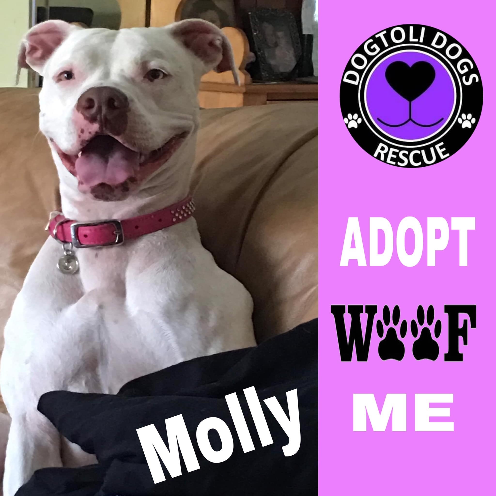 Enlarge Molly, a Adoptable mixed breed in Coral Springs, FL image 5/6