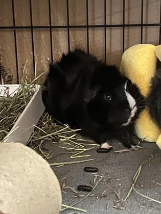 Pepper, Adoptable, Adult Male Guinea Pig.