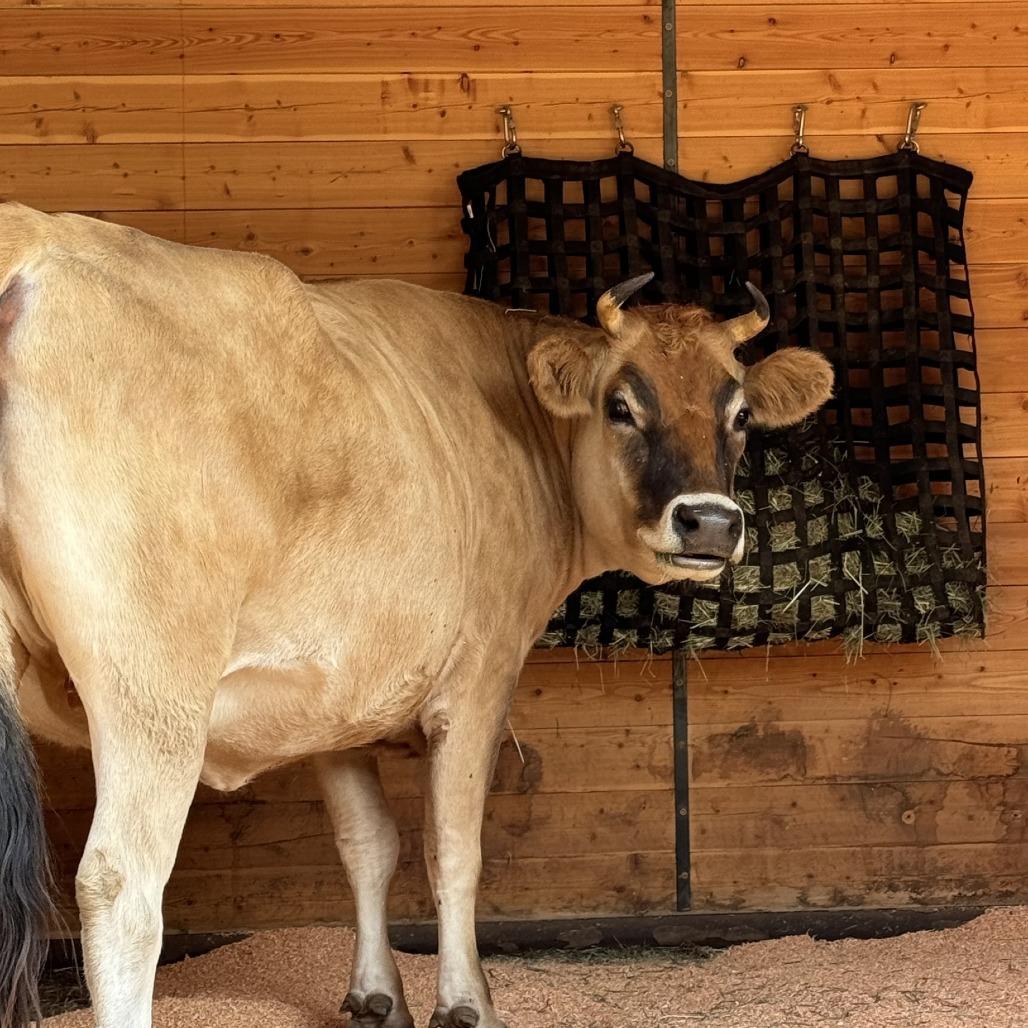Enlarge Bambi, a Adoptable Jersey in Salem, OR image 1/2