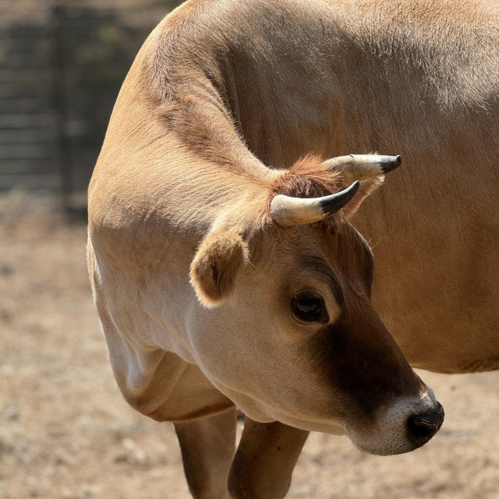 Enlarge Bambi, a Adoptable Jersey in Salem, OR image 2/2
