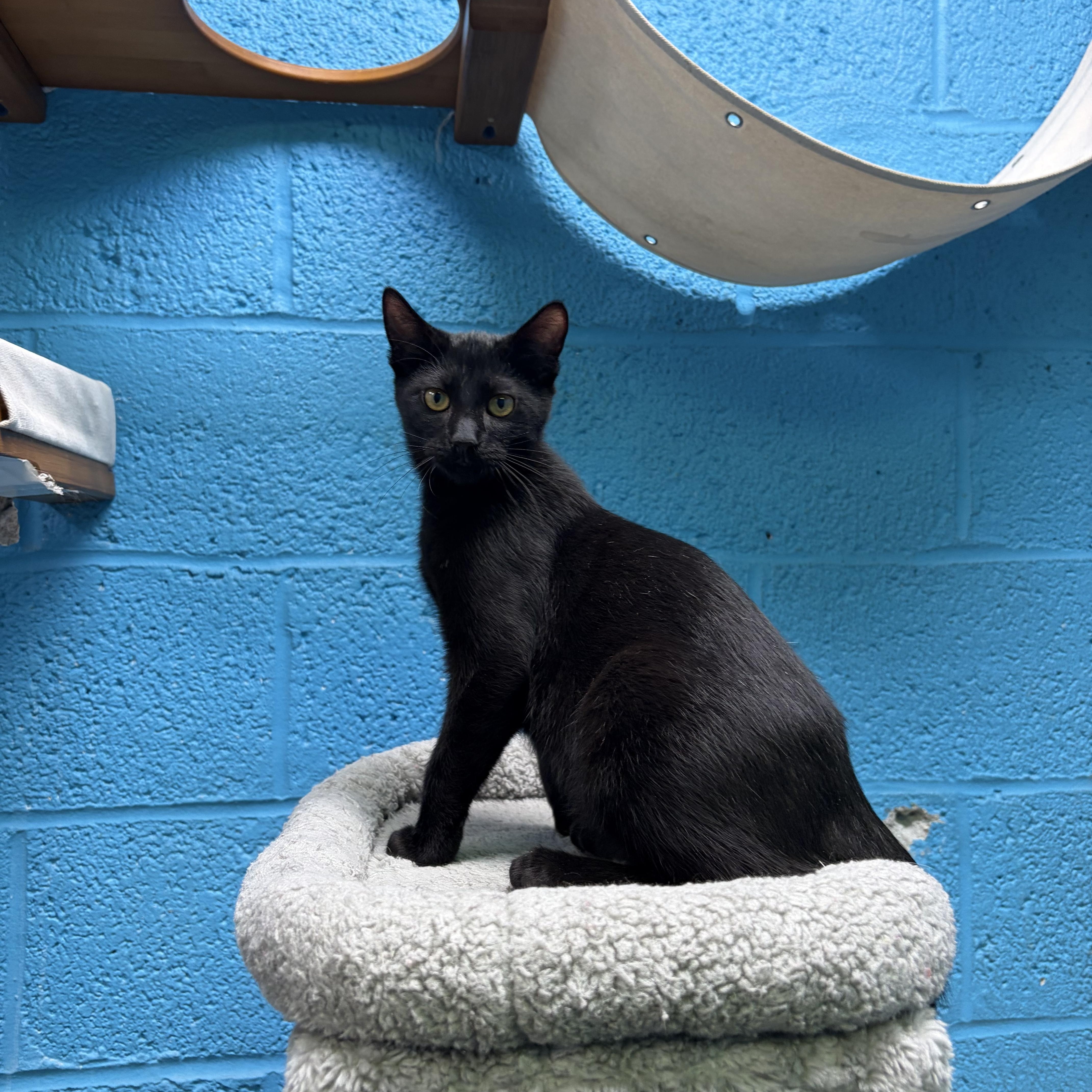 Woody, Adoptable, Young Male Domestic Short Hair.