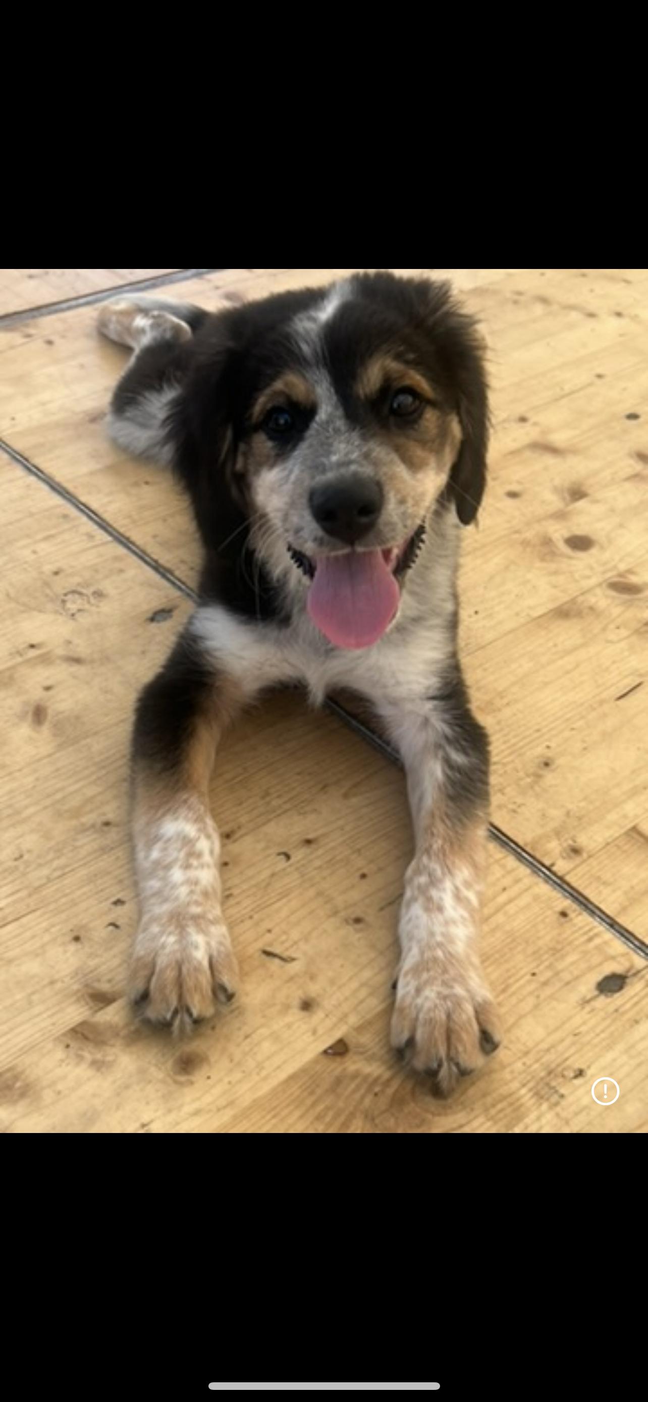 Enlarge Hank, an adopted mixed breed in Davisburg, MI image 1/1