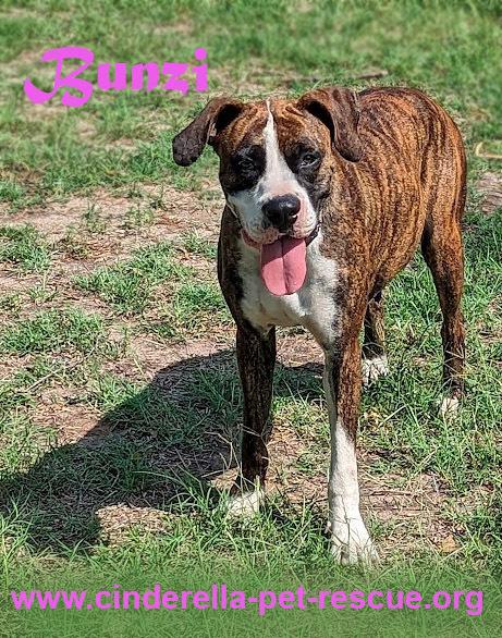 Bunzi, Adoptable, Adult Female Boxer.