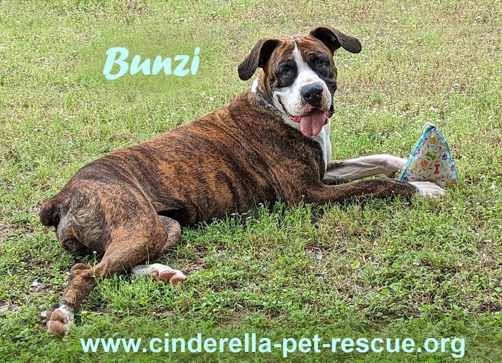 Enlarge Bunzi, a Adoptable Boxer in Mission, TX image 2/3