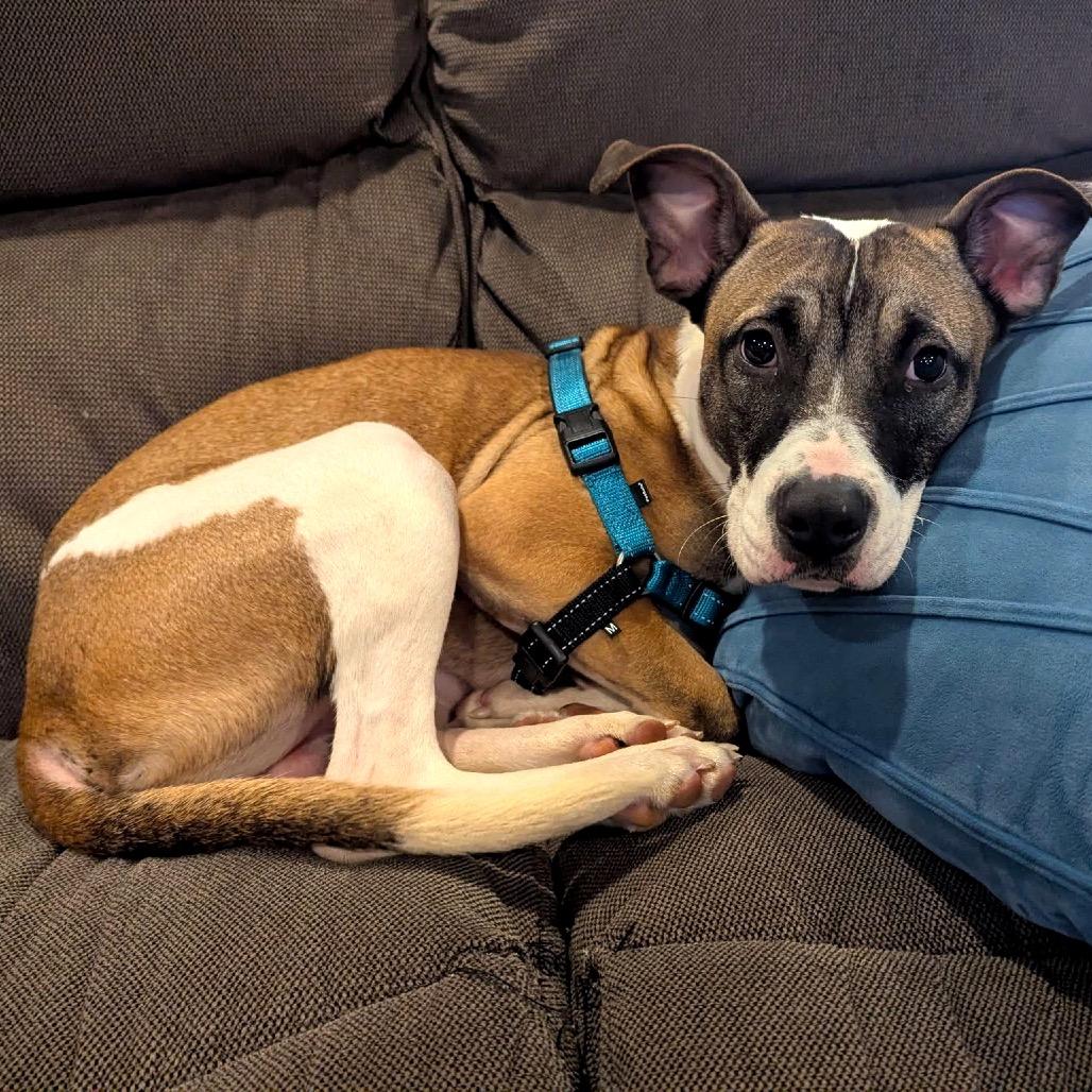 Co *Coming Soon*, Adoptable, Young Male Mixed Breed.