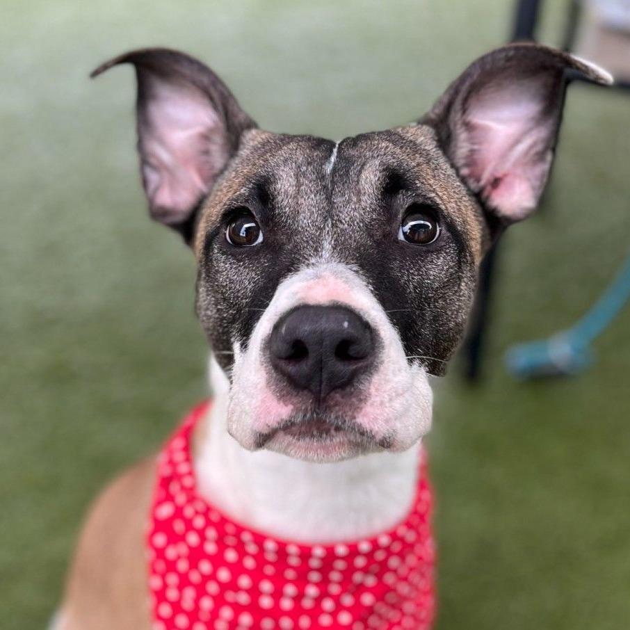 Co *Coming Soon*, Adoptable, Young Male Mixed Breed.