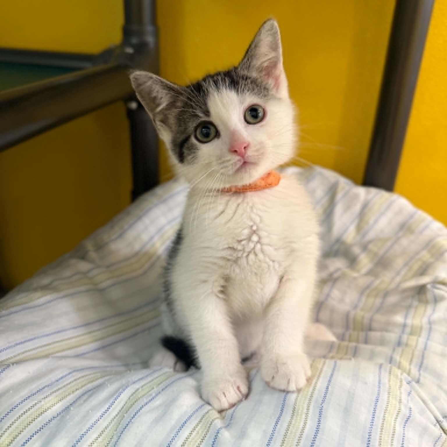 Stardust, Adoptable, Kitten Female Domestic Short Hair & Tabby.
