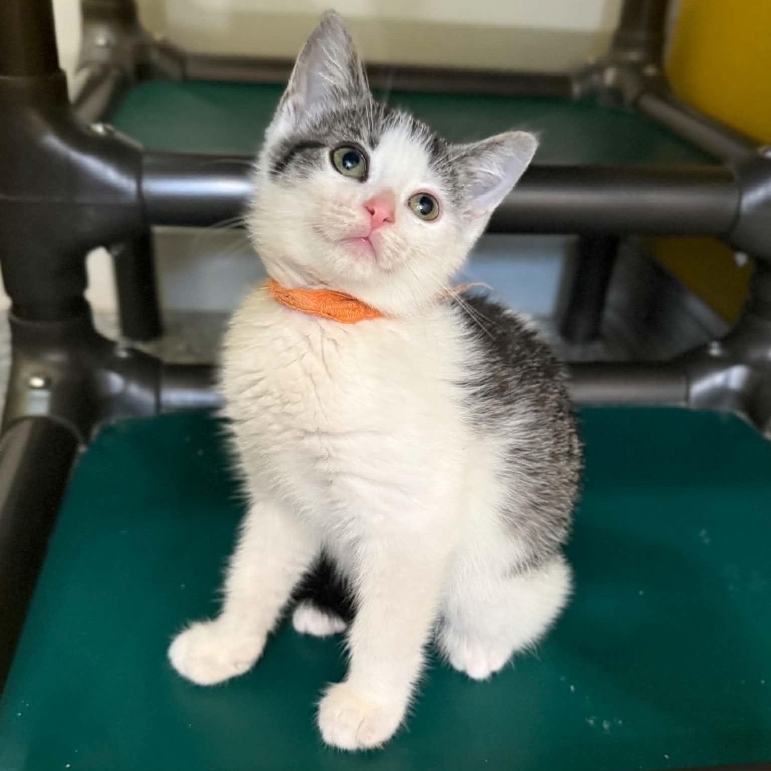 Stardust, a Adoptable mixed breed in Penn Yan, NY image 4/5