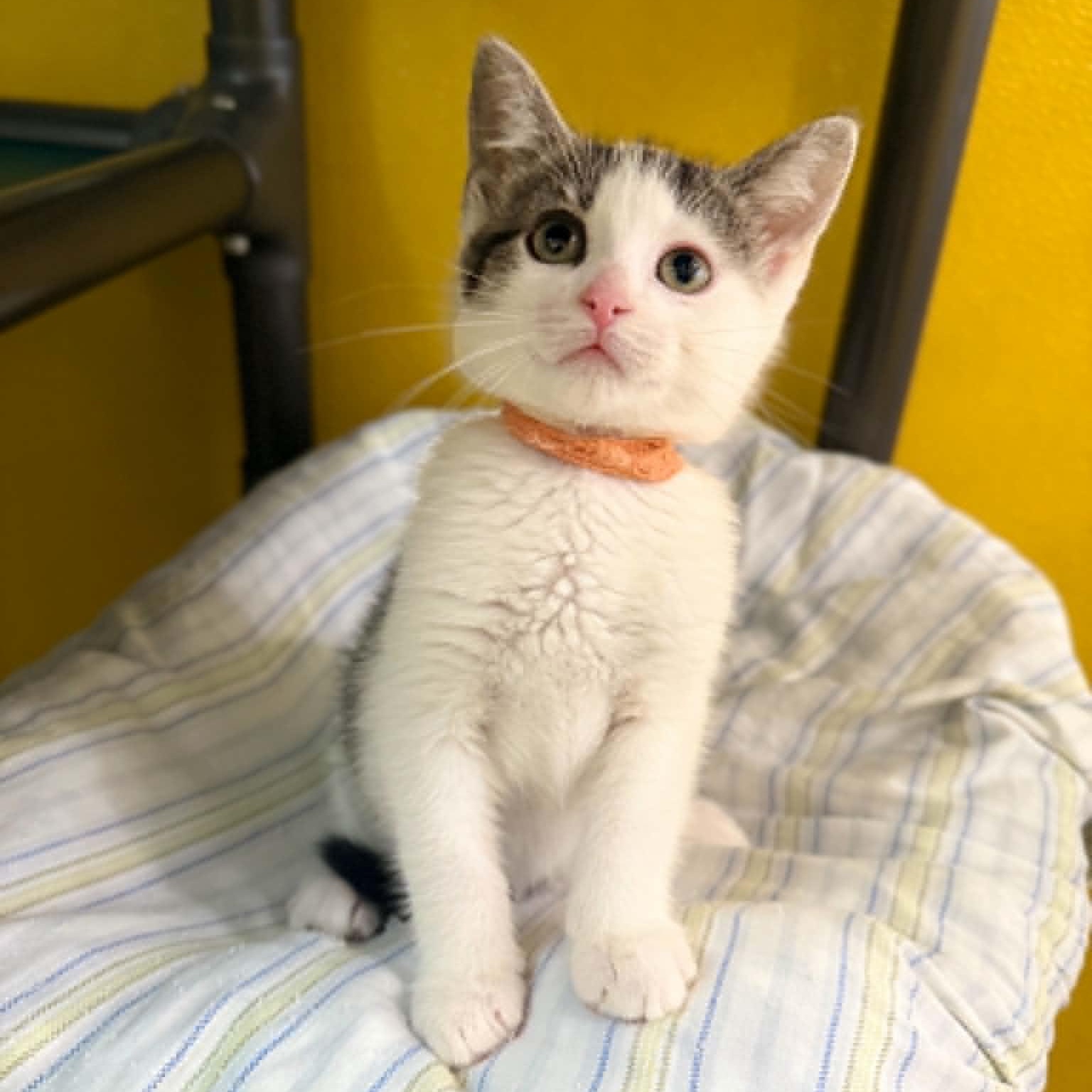 Stardust, a Adoptable mixed breed in Penn Yan, NY image 3/5