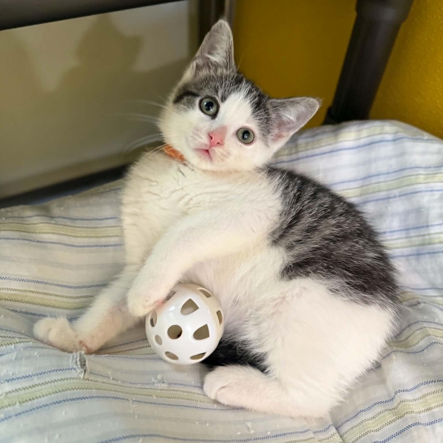 Stardust, a Adoptable mixed breed in Penn Yan, NY image 2/5