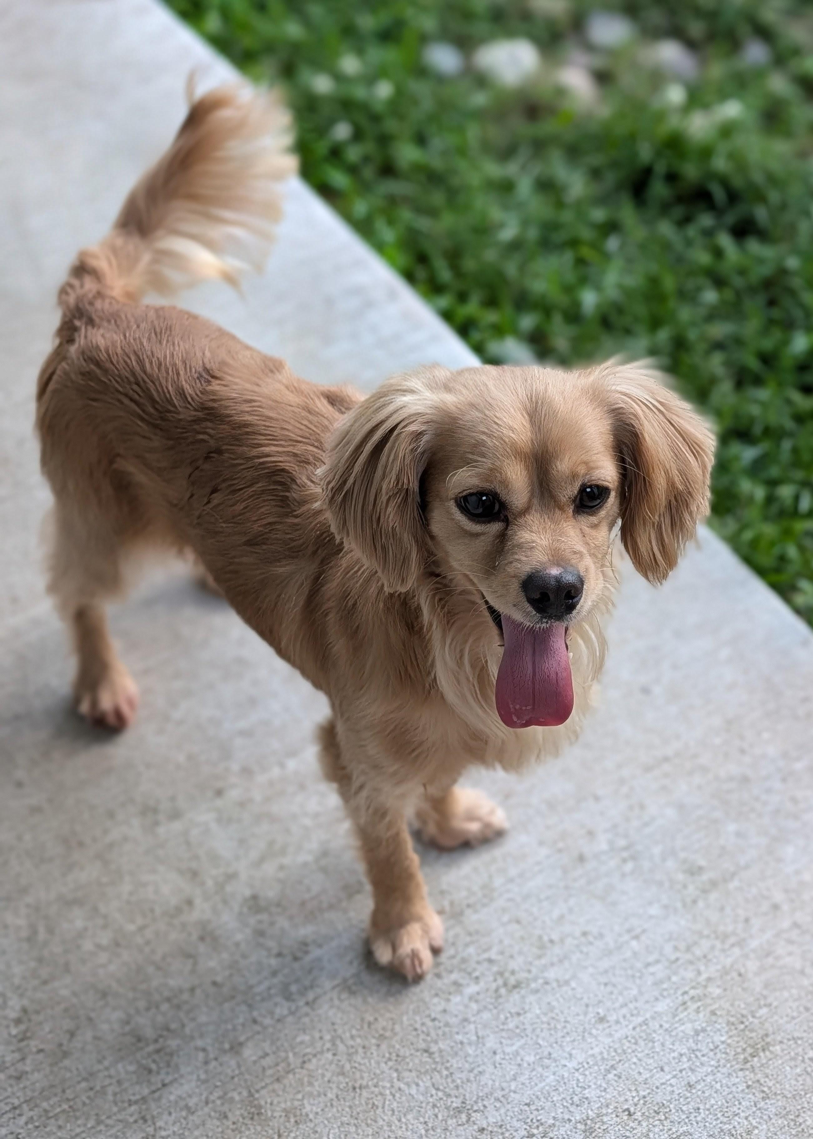 Enlarge Bently, an adopted mixed breed in Baton Rouge, LA image 2/5